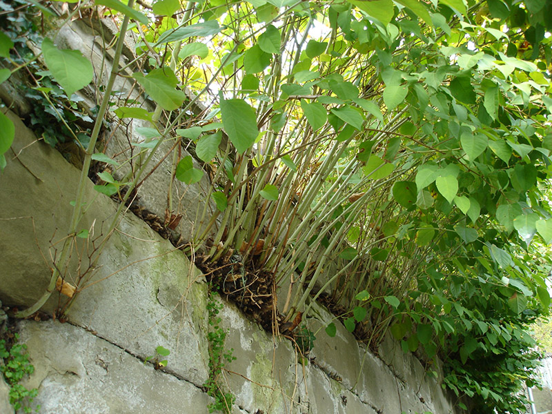 Asiatische Staudenknöteriche (Reynoutria japonica aggr.)
